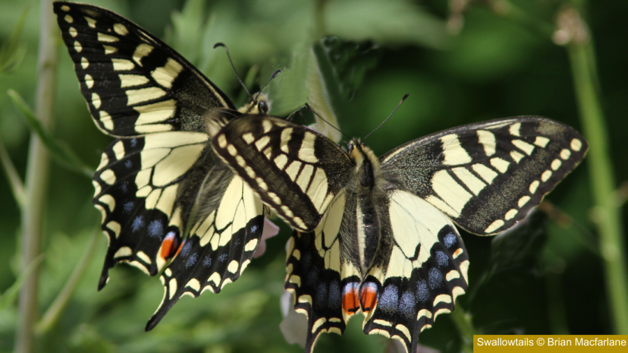 Two swallowtail butterflies