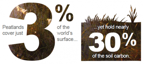 Peatlands cover 3% of the world's surface yet hold 30% of the soil carbon.