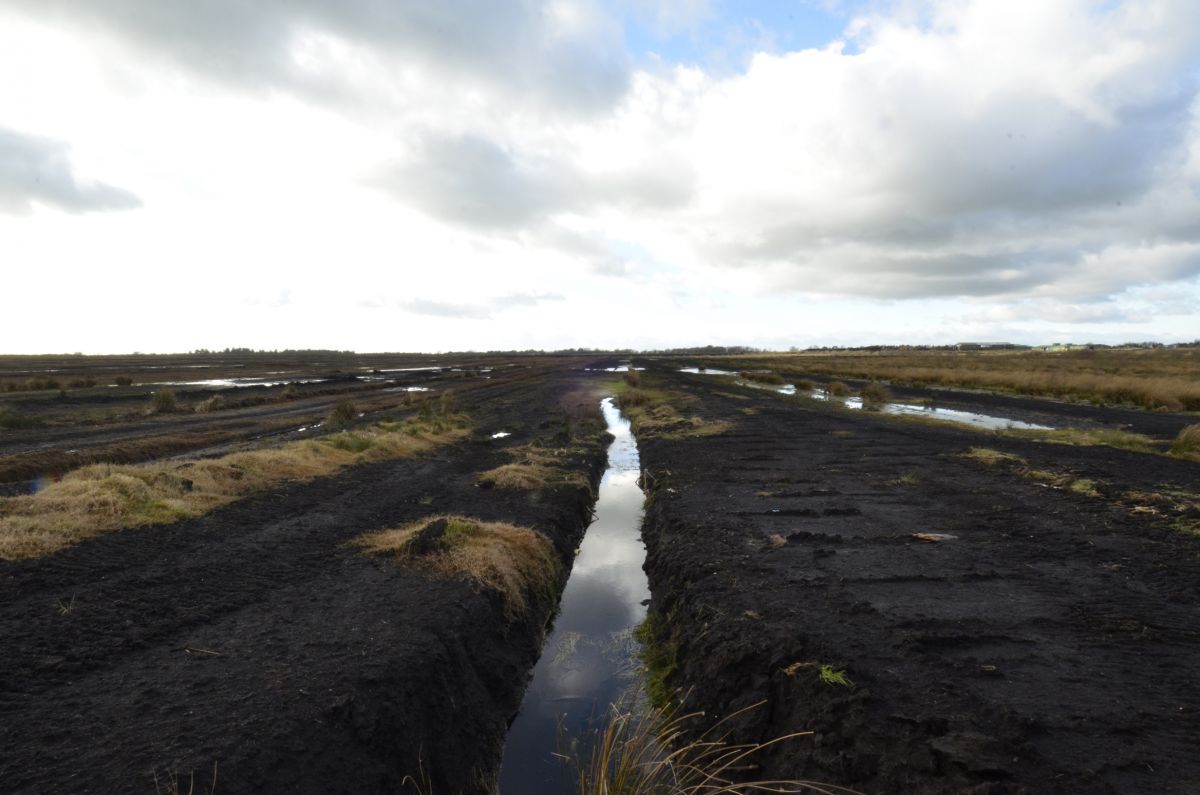 Easter survey reveals the need for faster action on peat-free gardening ...