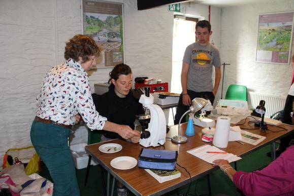 Looking at Sphagnum under the microscope