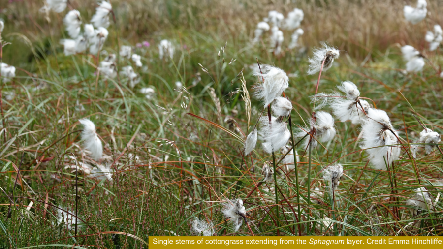 Single stems of cottongrass extending from the Sphagnum layer. Credit Emma Hinchliffe