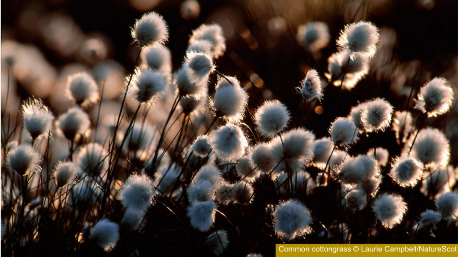 Cottongrass