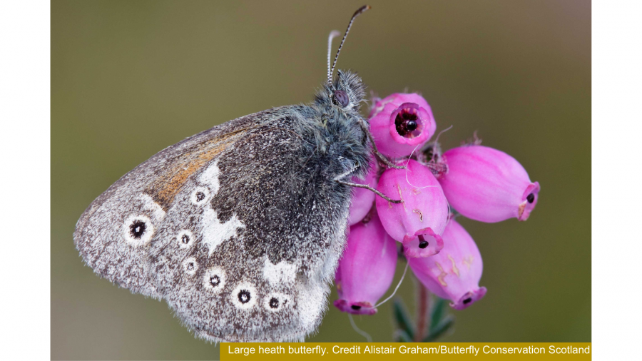 Large heath butterfly © Alistair Graham/Butterfly Conservation Scotland