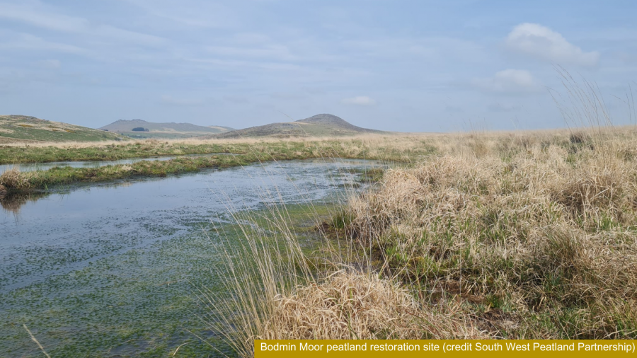 Bodmin Moor peatland restoration site showing a bog pool with good growth of Sphagnum moss and Bronn Wennilli in the background