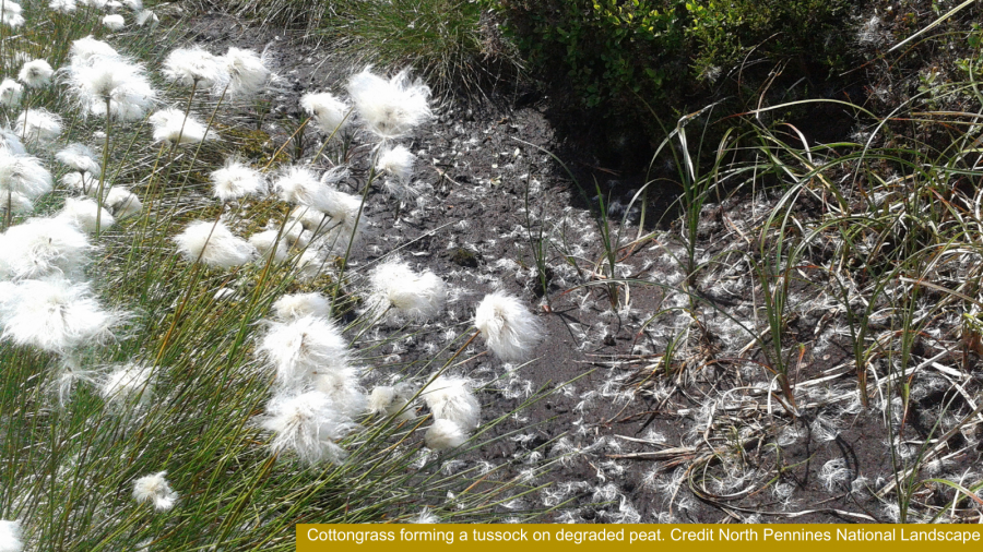 Cottongrass forming a tussock on degraded peat. © North Pennines National Landscape