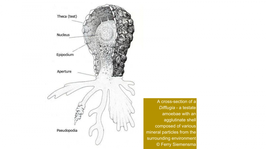 A cross-section of a Difflugia - a testate amoebae with an agglutinate shell composed of various mineral particles from the surrounding environment.