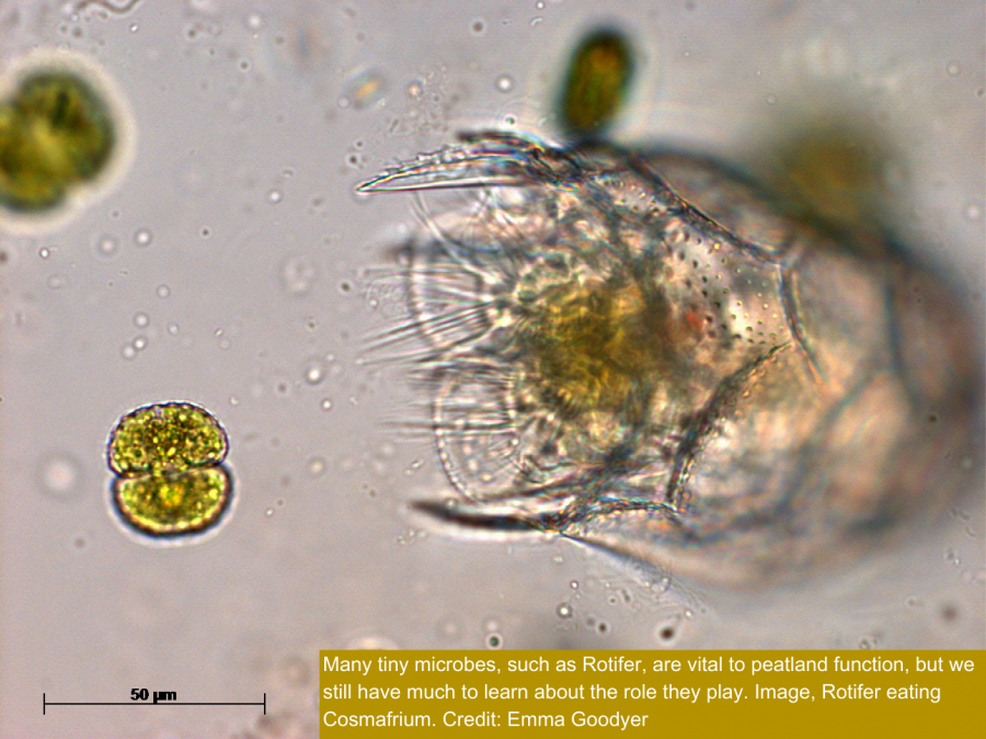 Photo of Rotifer eating Cosmarium