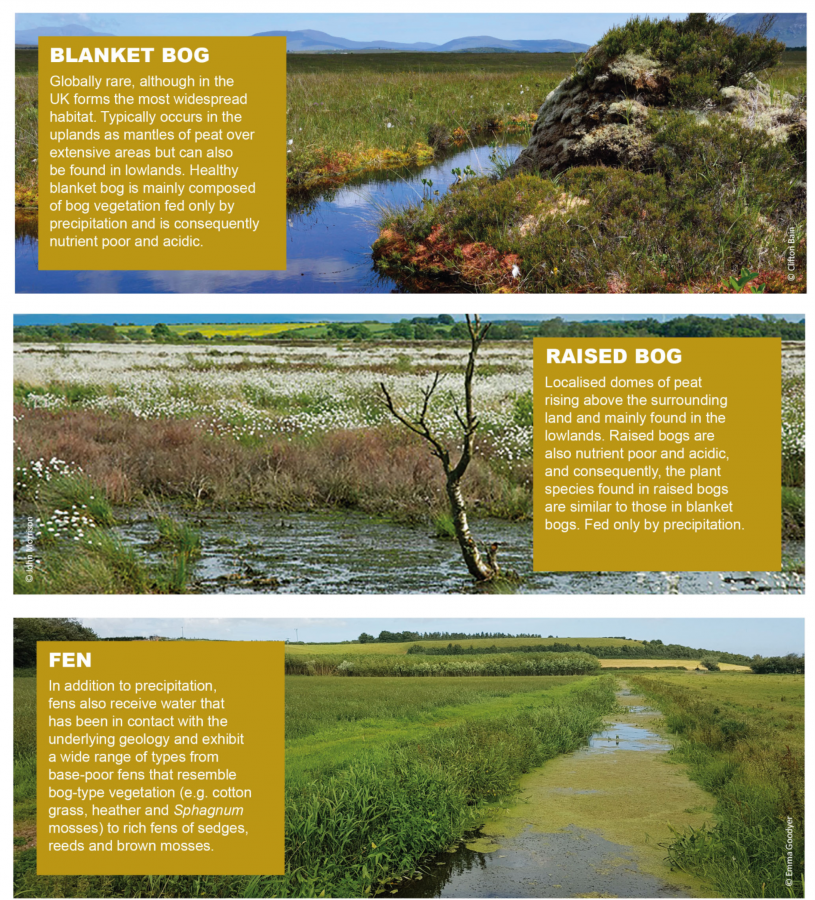 Bogs & Fens: What's the Difference, for Peat's Sake!? – Great Ecology