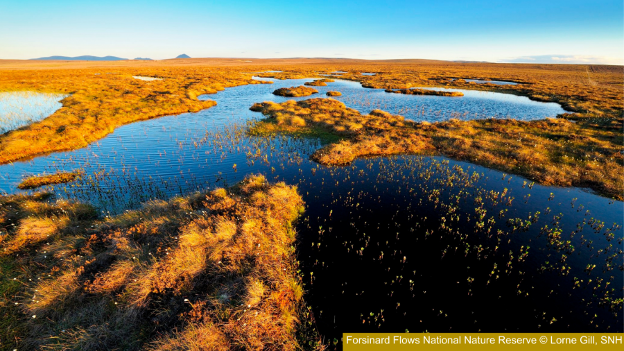 Expanse of open peatland landscape with bog pools and blue sky