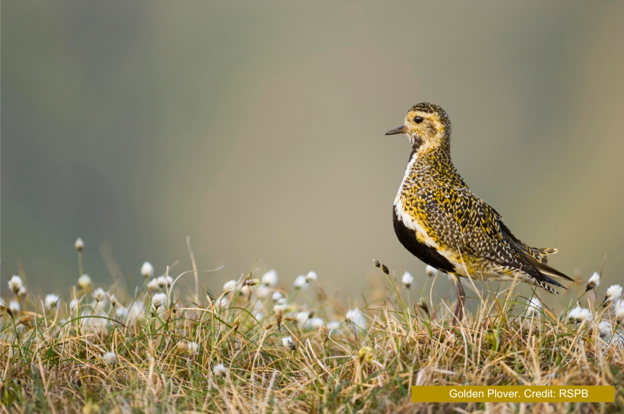 Photo of a Golden Plover