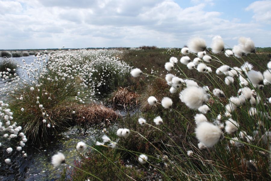 Hare's tail cottongrass on Humberhead levels