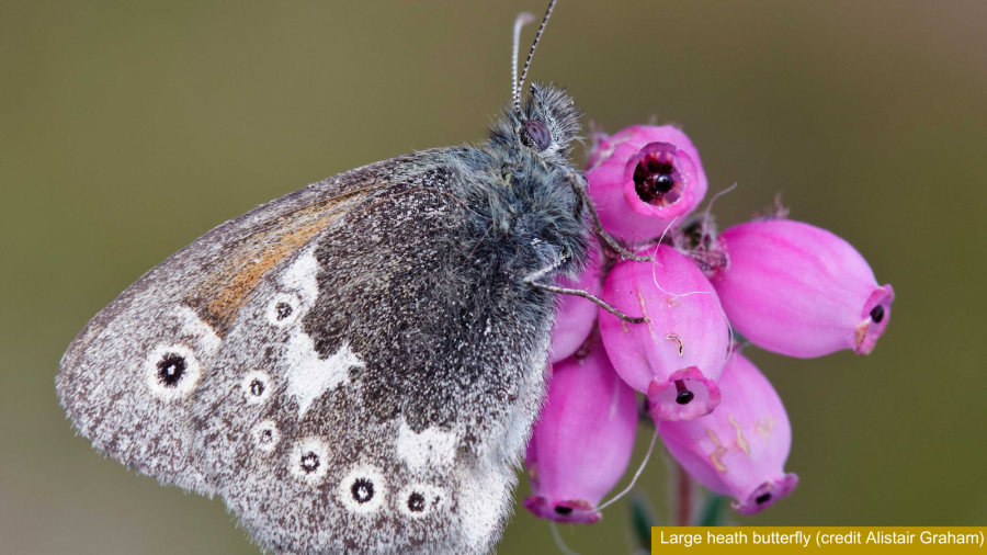 Large heath butterfly on cross-leaved heath