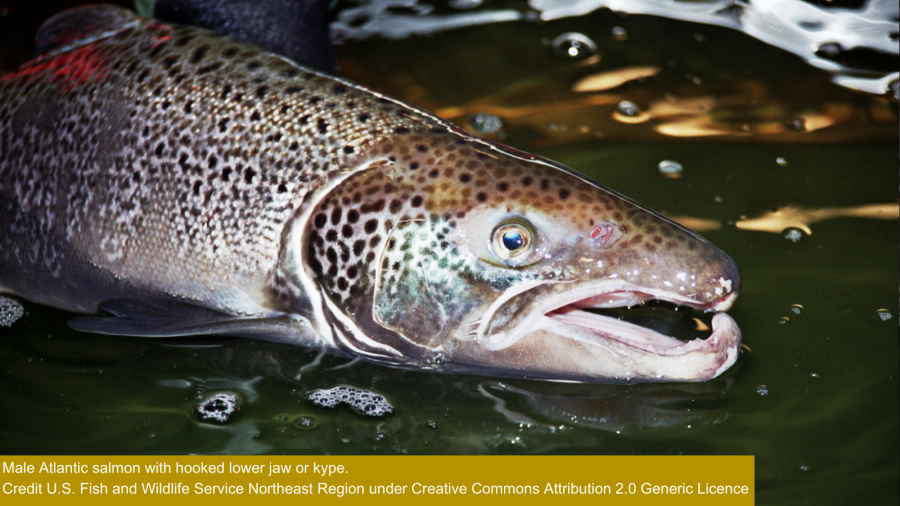 Male Atlantic salmon with large hooked lower jaw