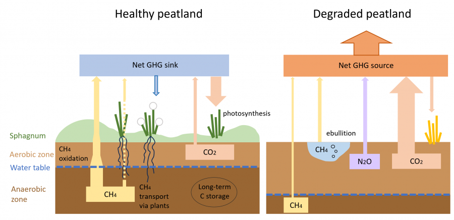 Diagram showing healthy peatlands as net GHG sinks and drained peatlands as net GHG sources