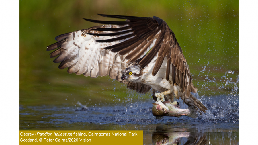 Osprey flying above water holding a large salmon in its talons