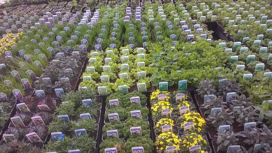 Rows of plants in trays at a peat free nursery