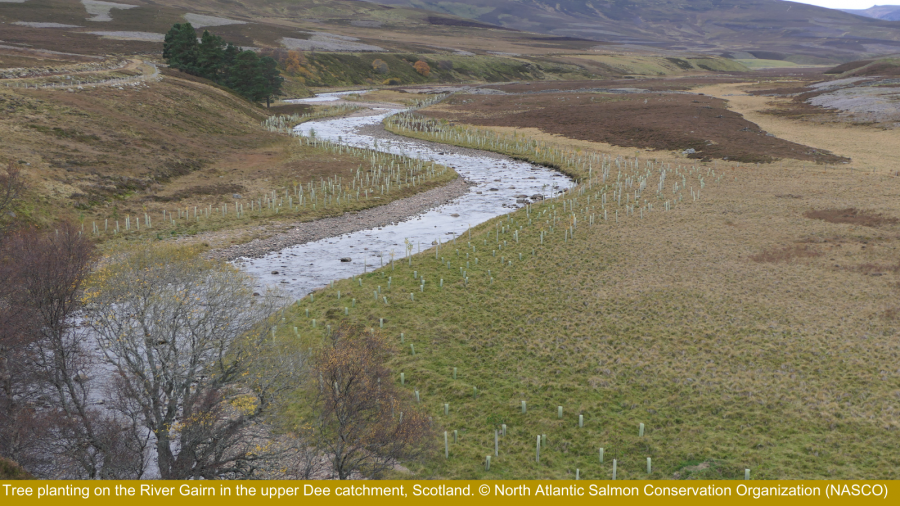 Winding river with small trees in tree guards planted along the margins