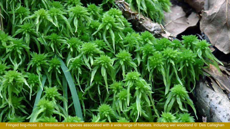 S. fimbriatum or fringed bog-moss, a species associated with a wide range of habitats, including wet woodland © Des Callaghan