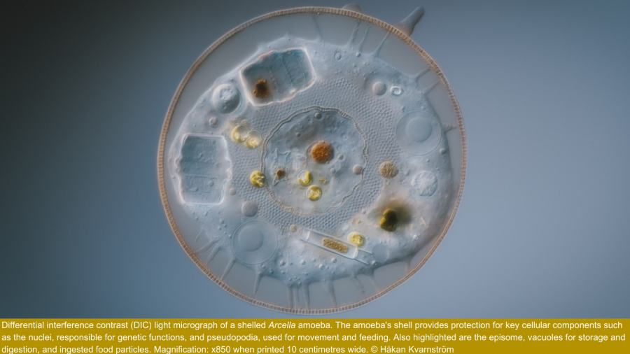 A differential interference contract (DIC) light micrograph of a testate amoeba. Inside are two barrel like shapes in the top left are desmid algae consumed by the amoeba