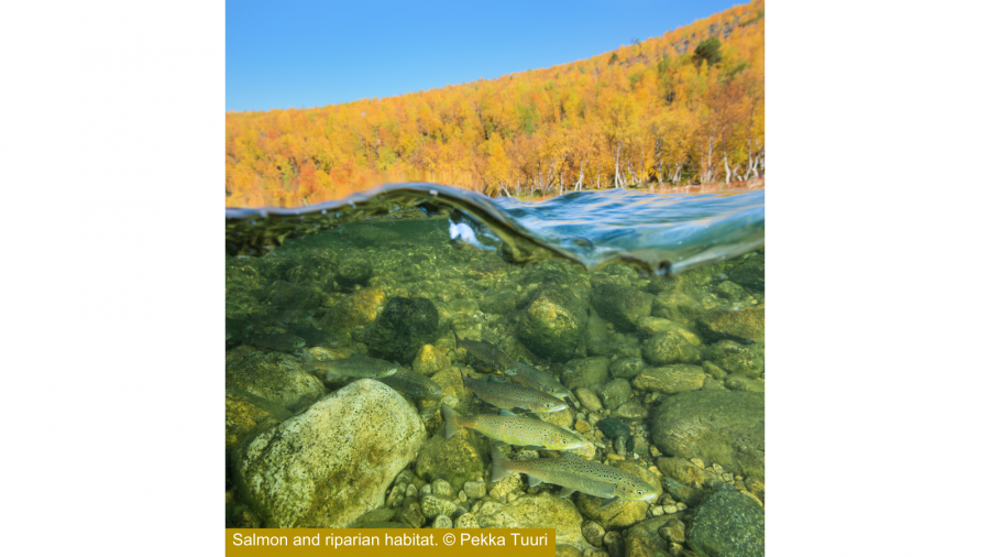 Group of salmon underwater with autumn trees above