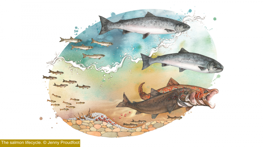 Illustration of the salmon lifecycle showing eggs, juvenile stages and different adult forms