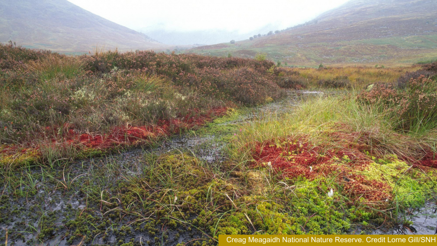 Sphagnum moss