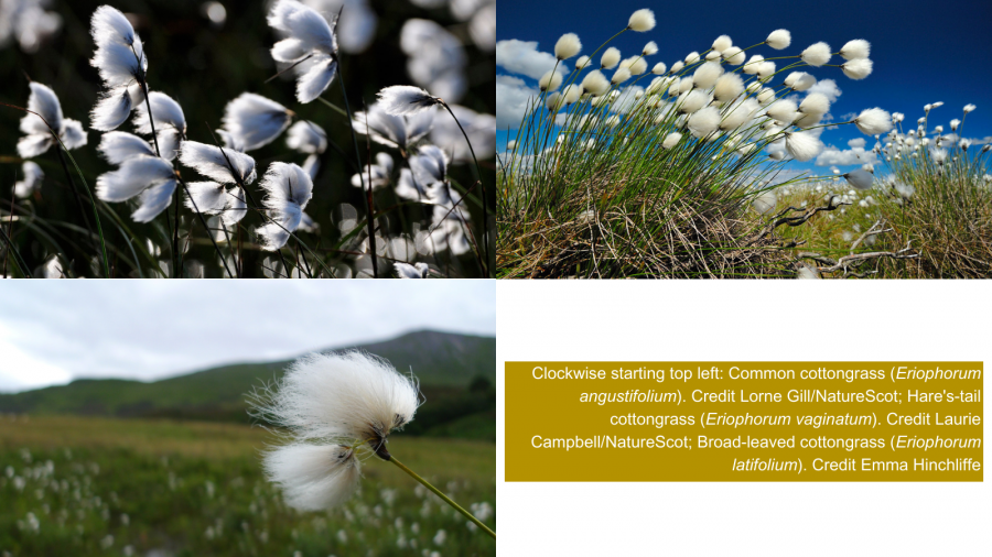 Cottongrass species