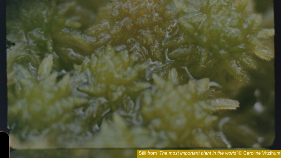 Close-up of Sphagnum capitula - green, pom-pom like plants