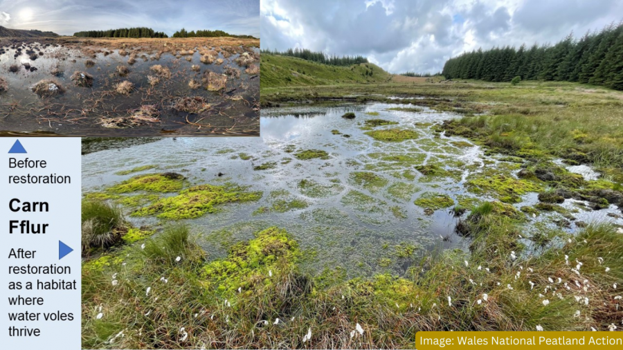 Carn Fflur Water Vole habitat