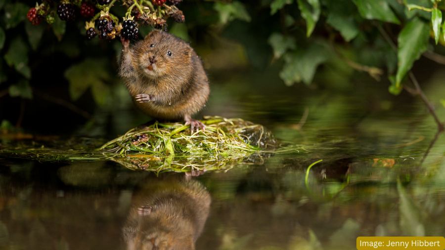 Water vole sitting with blackberries