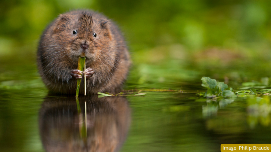 Water Vole feeding on vegetation. 