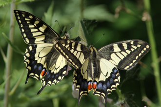 Two yellow and black swallowtail butterflies with their wings open are perched next to each other