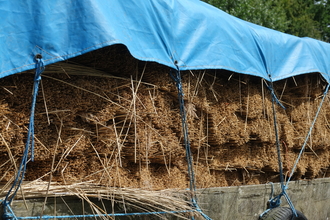 Cut reeds for thatch in the Broads, Norfolk