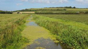 Somerset levels