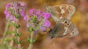 Two large heath adults feeding on bell heather. Image credit: Stephen Barlow.