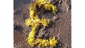 Sphagnum pound sign