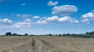 Image of a fen on a sunny day