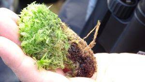 Sphagnum plug plant held in the palm of a hand. 