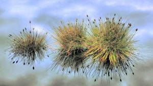 Three sedge tussocks in a pool of water