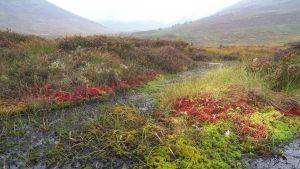 Sphagnum moss on healthy peatland