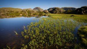 Cumbrian tarn - large body of water with emergent vegetation and hills in the distance. Image credit Steve Hewert.