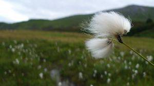 A cottongrass seedhead