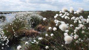 Hare's tail cottongrass on Humberhead levels