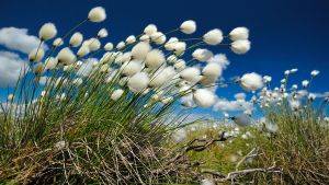 Haresfoot cottongrass with blue sky in the background. Credit Laurie Campbell SNH