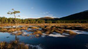 Peatland at Inshriach, Allt a’ Mharcaidh  