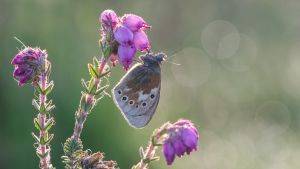 Brown butterfly with black spots on pink bell shaped flower