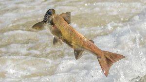 Salmon leaping out of the water. Image credit Stephen Barlow