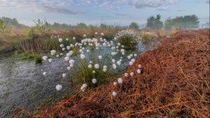 Cottongrass on peatland © Marches Mosses BogLIFE Project