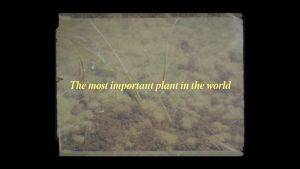 Cover image for 'The most important plant in the world' showing the film's title in yellow text over a background of Sphagnum moss