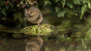 Water vole sitting with blackberries